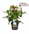 Helleborus