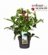 Helleborus