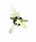 Philodendron