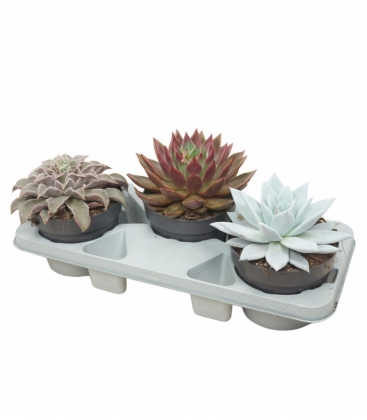 Echeveria