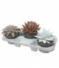 Echeveria