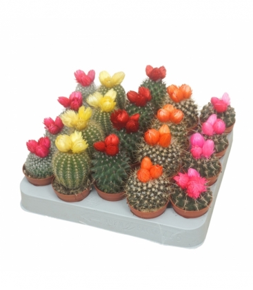 Cactus