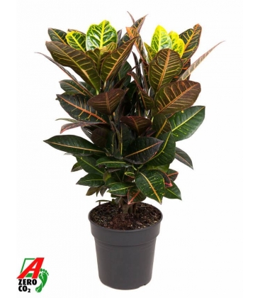 Croton