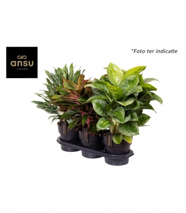 Aglaonema