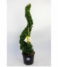 Ilex