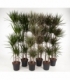 Dracaena