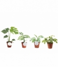 Monstera