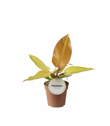Philodendron