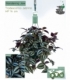 Tradescantia