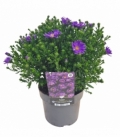 Aster