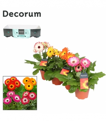 Gerbera