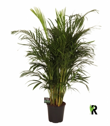 Dypsis