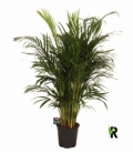Dypsis