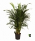 Dypsis