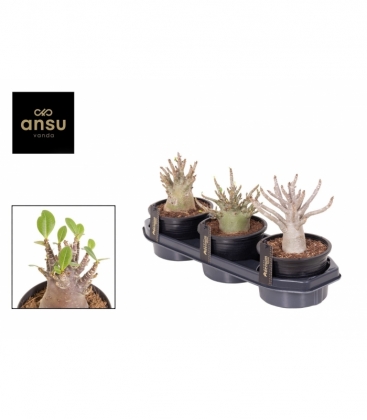 Adenium