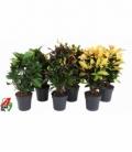 Codiaeum