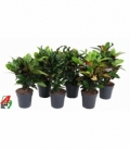 Codiaeum