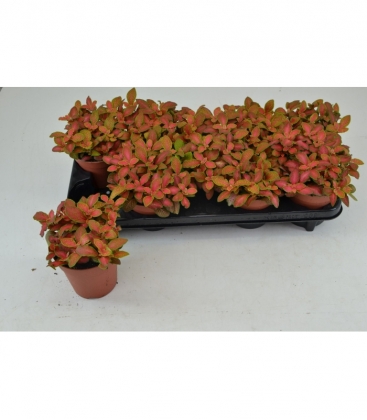 Fittonia