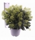 Skimmia