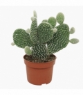 Opuntia