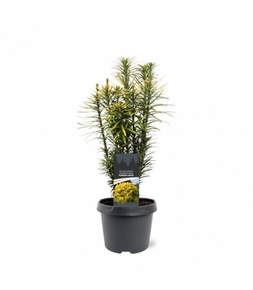Cephalotaxus