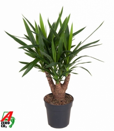 Yucca