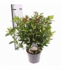 Viburnum