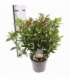 Viburnum