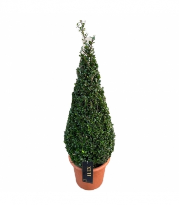 Ilex