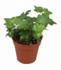 Hedera