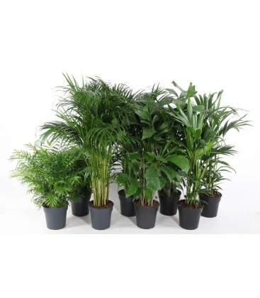 Indoor