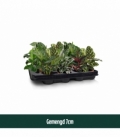 Calathea