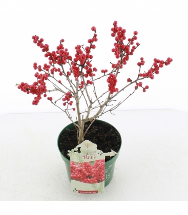 Ilex