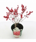 Ilex