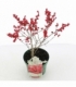 Ilex