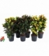 Croton