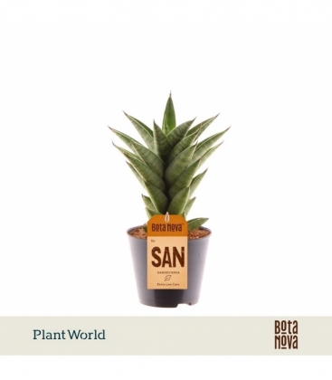 Sansevieria