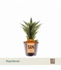 Sansevieria