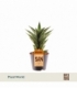 Sansevieria