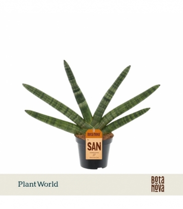 Sansevieria