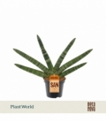 Sansevieria