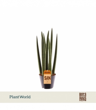 Sansevieria