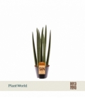 Sansevieria
