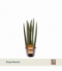 Sansevieria