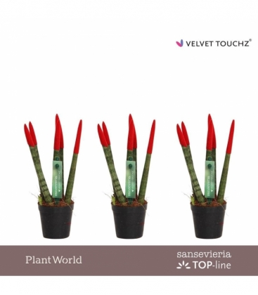 Sansevieria