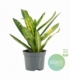 Croton