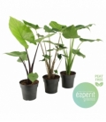 Alocasia