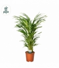 Dypsis