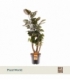 Polyscias