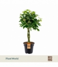 Schefflera